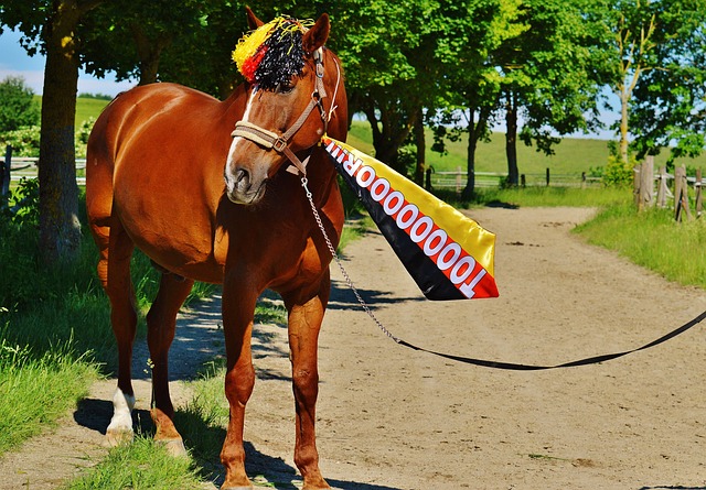 归化奥斯卡 归化奥斯卡